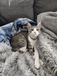 Lost Male Cat last seen Near DeZavala Rd, Apt 1408, San Antonio, Tx, 78249, San Antonio, TX 78249
