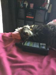 Reunited Male Cat last seen keene rd largo, Largo, FL 33771