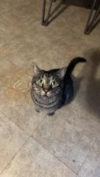 Lost Male Cat last seen Huntsmoore, Hickory, NC 28601