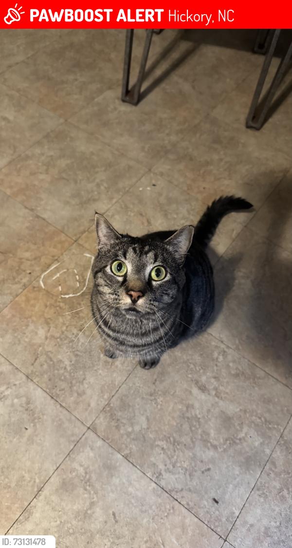 Lost Male Cat last seen Huntsmoore, Hickory, NC 28601