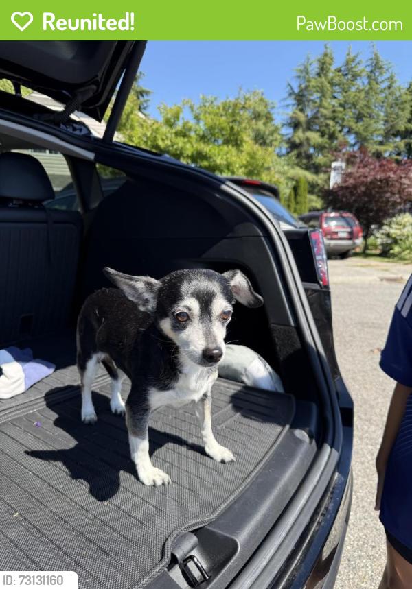 Reunited Female Dog last seen 203rd st sw, near Jaguar dealership, Lynnwood, WA 98036