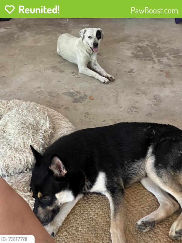 Reunited Male Dog last seen Both dogs arrived at the same time. Holly Lane, Charlotte Nc 28270, Charlotte, NC 28270