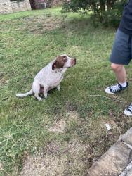 Found/Stray Female Dog last seen McCoy Rd and McCoy Ct, Carrollton, TX 75006