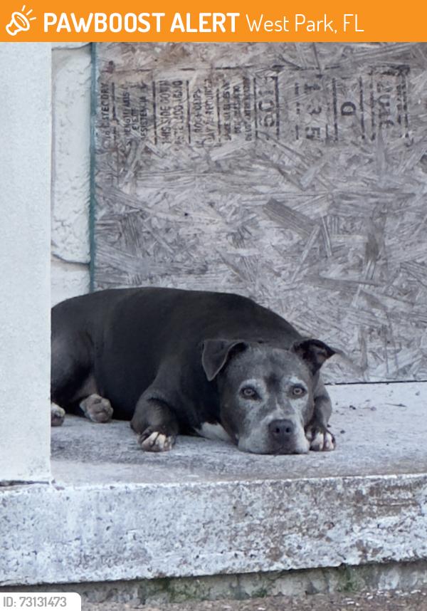 Found/Stray Female Dog last seen hse of god church etc, West Park, FL 33023