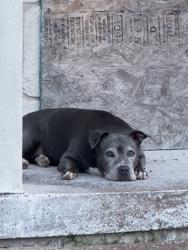 Found/Stray Female Dog last seen hse of god church etc, West Park, FL 33023