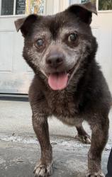 Found/Stray Male Dog last seen Hamlin and lawndale, Chicago, IL 60618