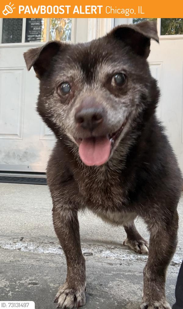 Found/Stray Male Dog last seen Hamlin and lawndale, Chicago, IL 60618