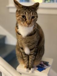 Reunited Female Cat last seen 25th Ave. S. & Dearborn, Seattle, WA 98144