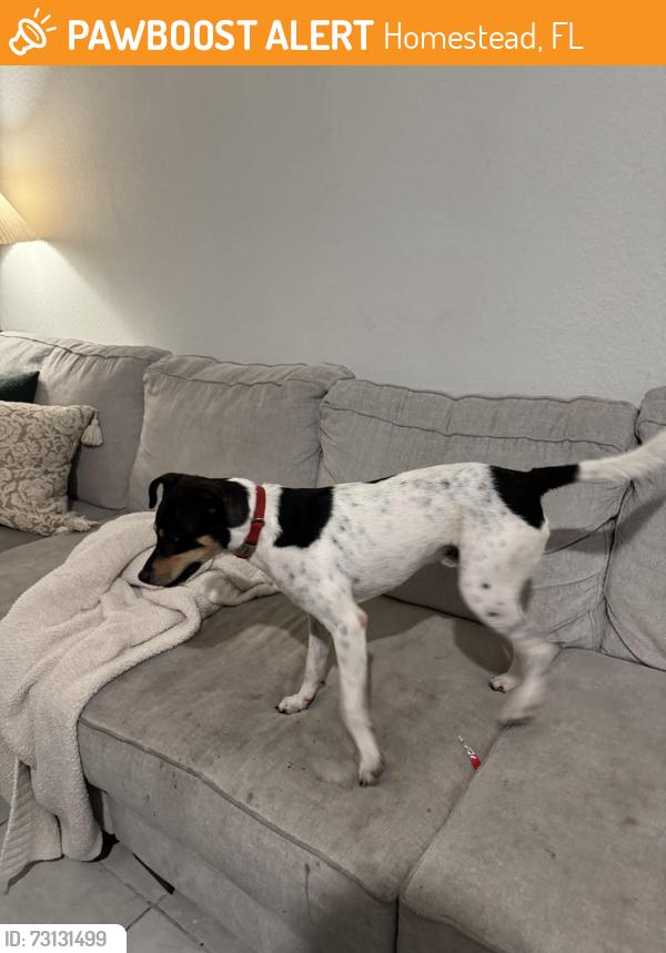 Found/Stray Male Dog last seen Schnebly Winery, Homestead, FL 33030