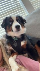 Reunited Male Dog last seen Brooks School and 131st, Noblesville, IN 46060