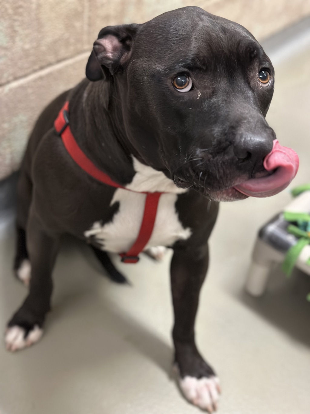 Shelter Stray Female Dog last seen SE 17th ave & SE Tacoma st, PORTLAND, OR, 97202, 1700 W Historic Columbia River Hwy, Troutdale, OR 97060, USA