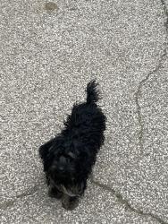 Lost Male Dog last seen Near canary and burger king, Cleveland, OH 44135