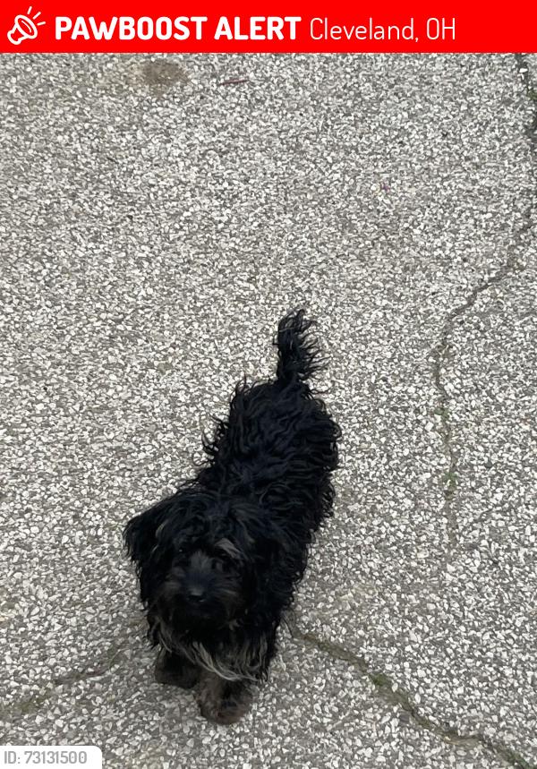 Lost Male Dog last seen Near canary and burger king, Cleveland, OH 44135