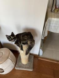 Reunited Female Cat last seen Bald Mountain Road in Bear Creek Twp., Luzerne County, PA 18702