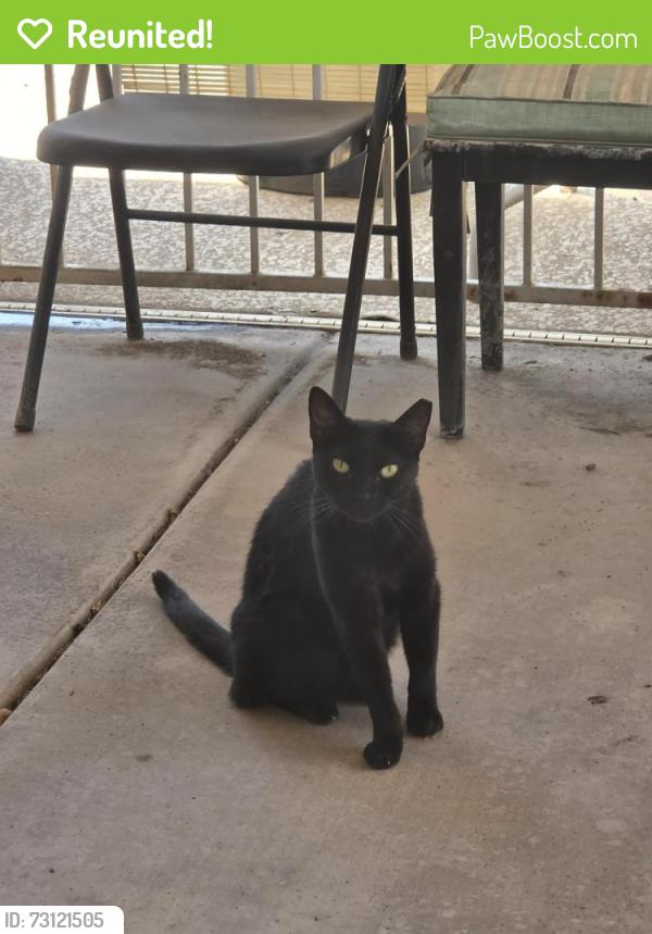 Reunited Female Cat last seen Iowa and Bentrup, Chandler, AZ 85225