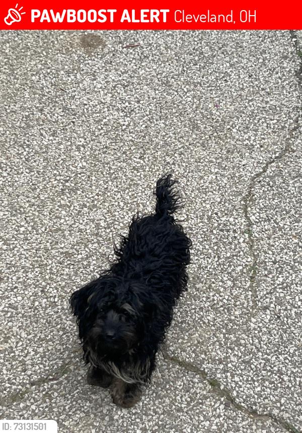 Lost Male Dog last seen Puritas and 150th, Cleveland, OH 44135