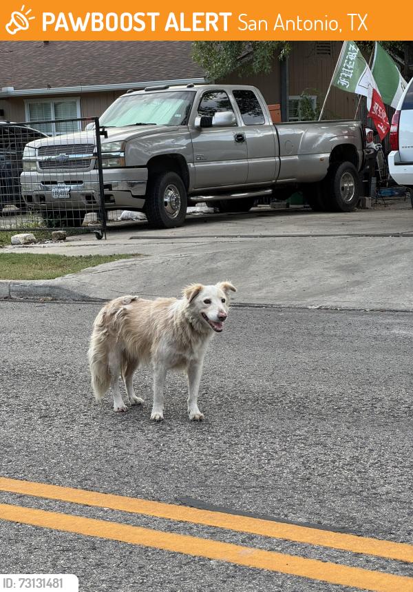 Found/Stray Unknown Dog last seen Forest hills library, San Antonio, TX 78228