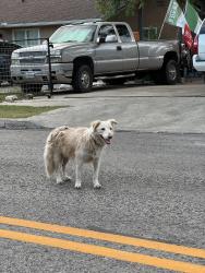 Found/Stray Unknown Dog last seen Forest hills library, San Antonio, TX 78228