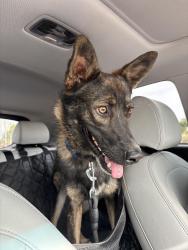 Found/Stray Male Dog last seen Arizona Ave and Pecos, Chandler, AZ 85286