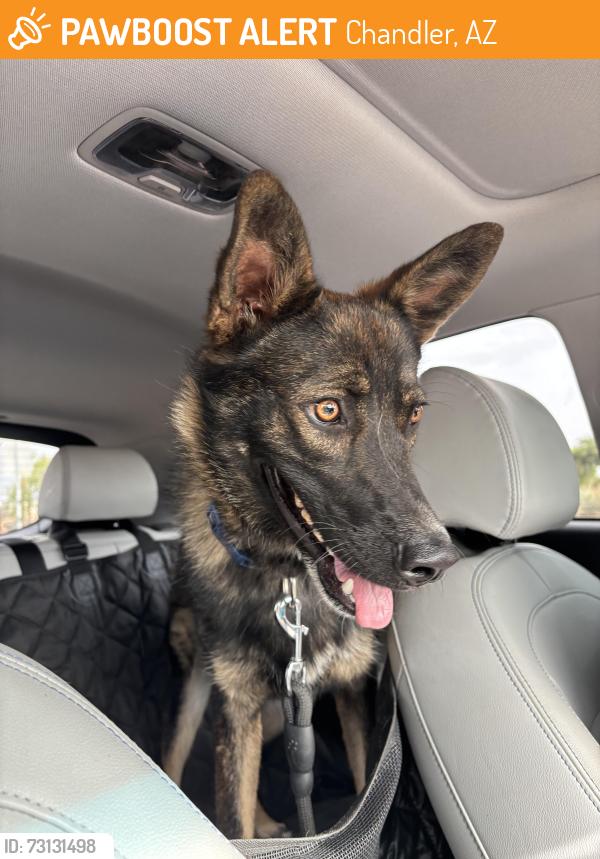 Found/Stray Male Dog last seen Arizona Ave and Pecos, Chandler, AZ 85286