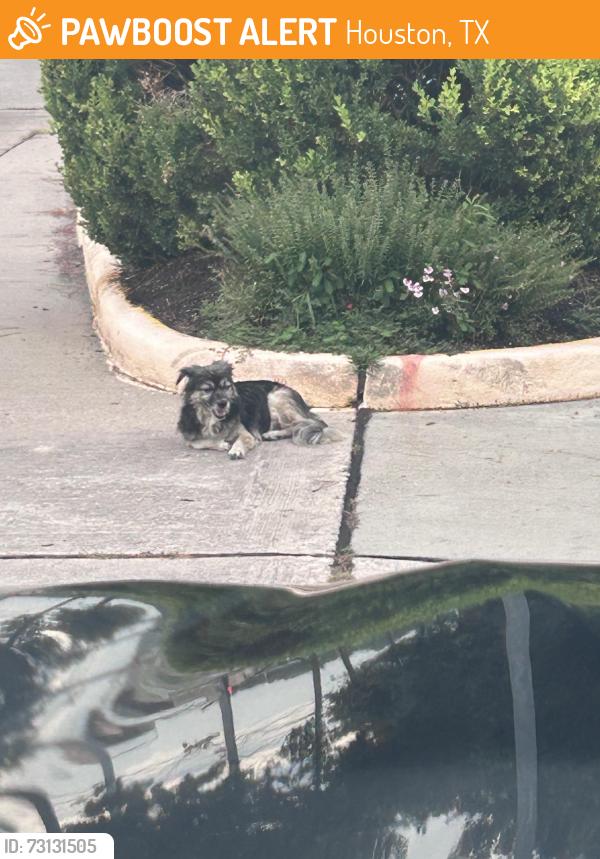 Found/Stray Unknown Dog last seen Silver pines neighborhood, Houston, TX 77070