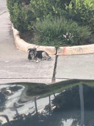 Found/Stray Unknown Dog last seen Silver pines neighborhood, Houston, TX 77070