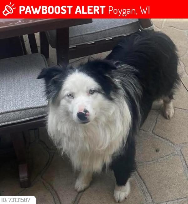 Lost Male Dog last seen 37th st and haase rd, Omro, WI 54963