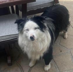 Lost Male Dog last seen 37th st and haase rd, Omro, WI 54963