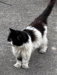 Found/Stray Unknown Cat last seen Pirtle Elementary, Temple, TX 76502