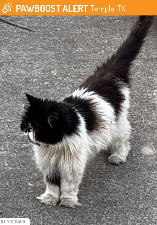 Found/Stray Unknown Cat last seen Pirtle Elementary, Temple, TX 76502