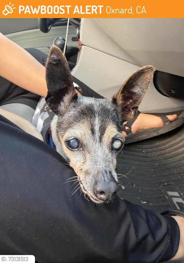 Found/Stray Unknown Dog last seen Dallas street and Channel islands blvd, Oxnard, CA 93033