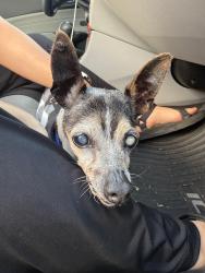 Found/Stray Unknown Dog last seen Dallas street and Channel islands blvd, Oxnard, CA 93033