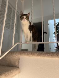 Reunited Female Cat last seen Newcastle way, Bellevue, WA 98006