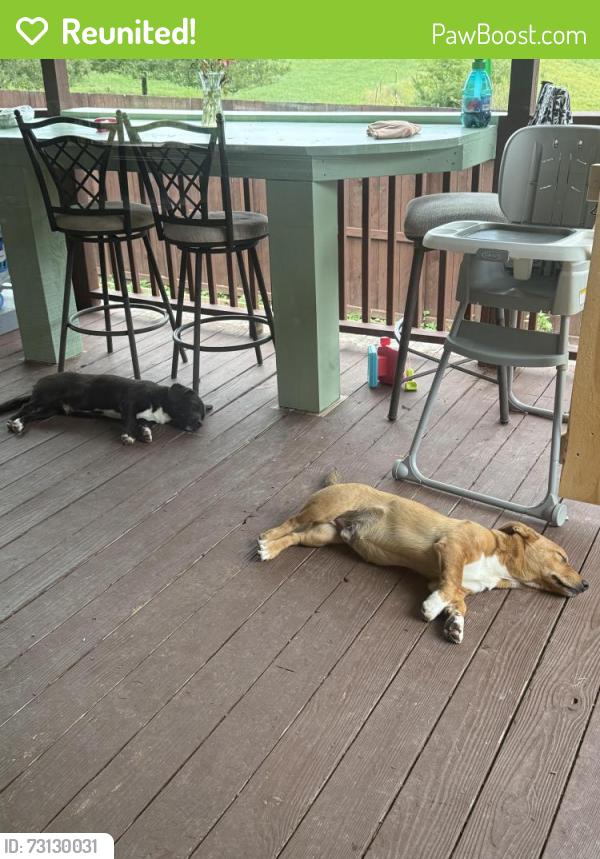 Reunited Male Dog last seen SR 91- N, Mountain City, TN 37683