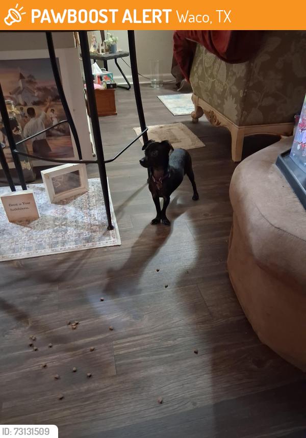 Found/Stray Female Dog last seen Lakeair, Waco, TX 76710