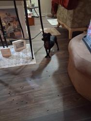 Found/Stray Female Dog last seen Lakeair, Waco, TX 76710