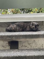 Found/Stray Unknown Cat last seen Albany drive, San Jose, CA 95129