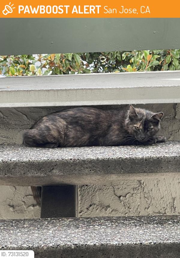 Found/Stray Unknown Cat last seen Albany drive, San Jose, CA 95129