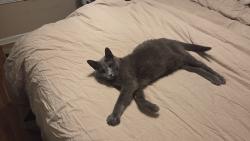 Found/Stray Female Cat last seen Aqua Vista Danbury Ct, Danbury, CT 06811