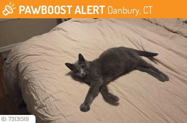 Found/Stray Female Cat last seen Aqua Vista Danbury Ct, Danbury, CT 06811