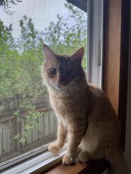 Reunited Male Cat last seen S 133rd st and 32nd ave S, Tukwila, WA 98168