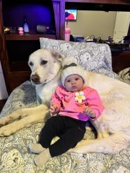 Lost Female Dog last seen Columbus and Vista, Boise, ID 83705