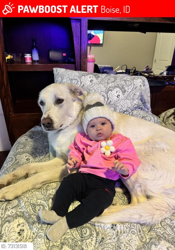 Lost Female Dog last seen Columbus and Vista, Boise, ID 83705