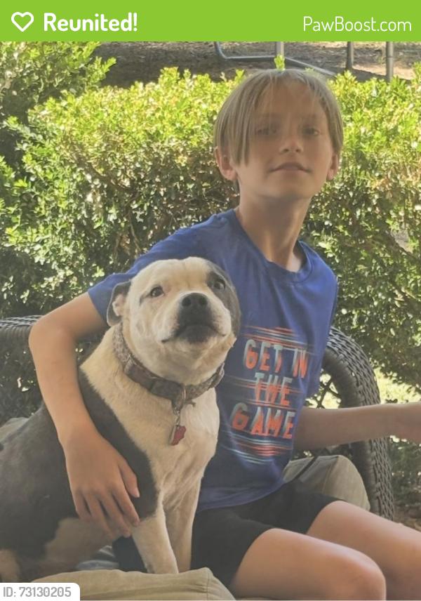 Reunited Female Dog last seen Godfrey, Tarleton, Wadley, Midland, TX 79707
