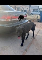 Reunited Male Dog last seen 12th ave & Valencia, Tucson, AZ 85756