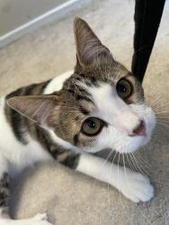 Lost Male Cat last seen Near David Way and Van Buren. Or around Clay Park., Riverside, CA 92509
