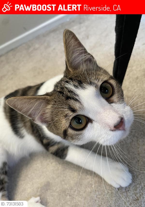 Lost Male Cat last seen Near David Way and Van Buren. Or around Clay Park., Riverside, CA 92509