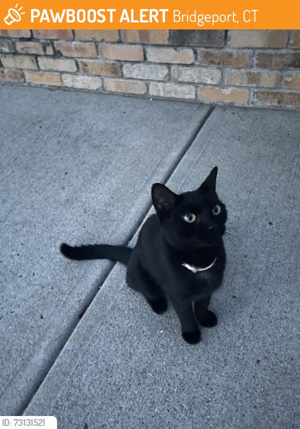 Found/Stray Unknown Cat last seen Rose street, Bridgeport, CT 06610