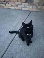 Found/Stray Unknown Cat last seen Rose street, Bridgeport, CT 06610