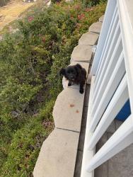 Found/Stray Unknown Dog last seen 63rd and shaules ave, San Diego, CA 92114